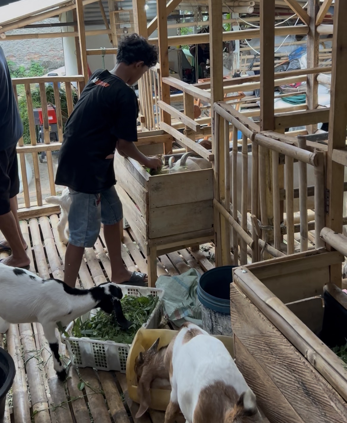 peternakan kambing jakarta