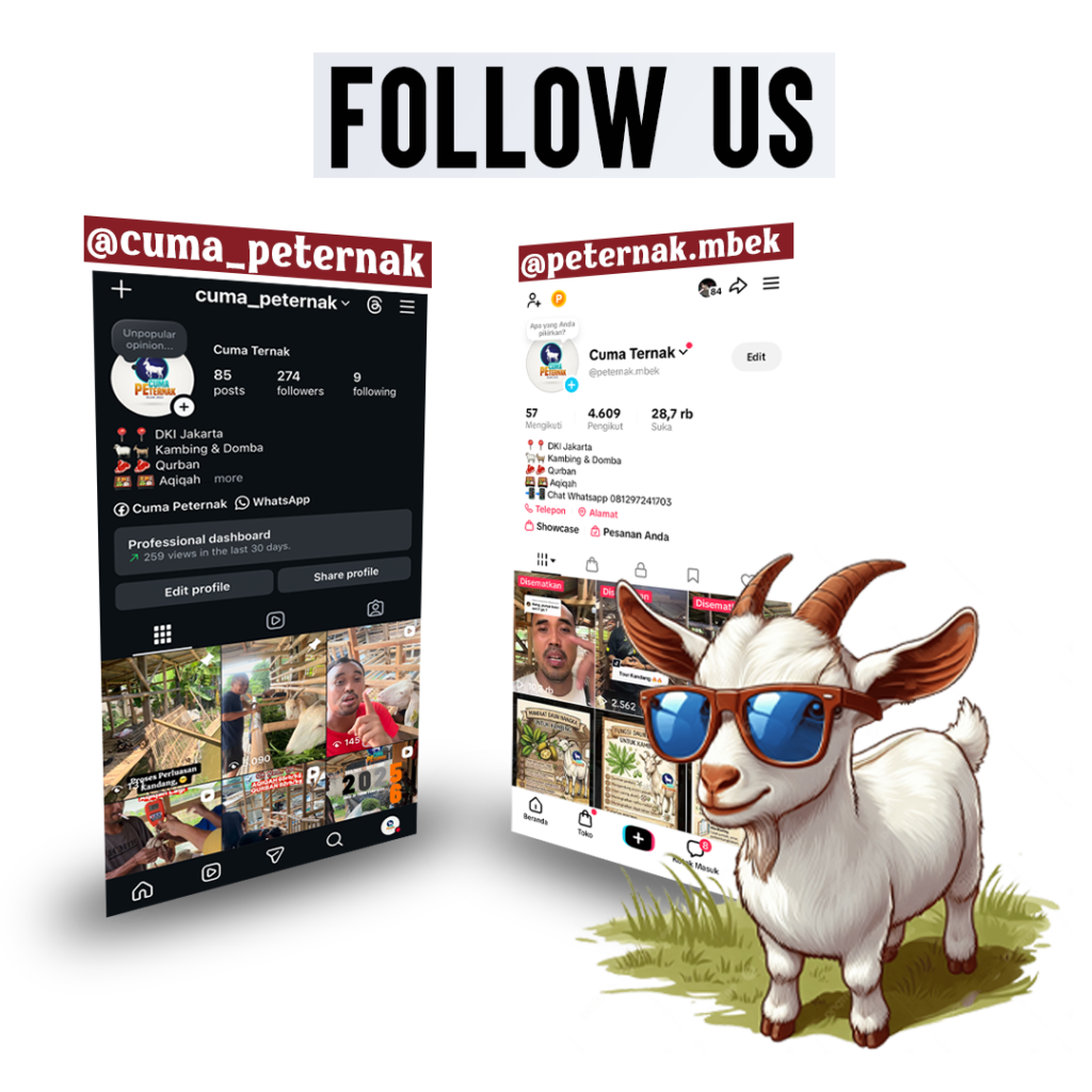 Social Media Cuma Ternak